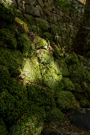 Close-up of moss-covered stones along the Crews Hole Road woodland path, showing nature reclaiming the space.