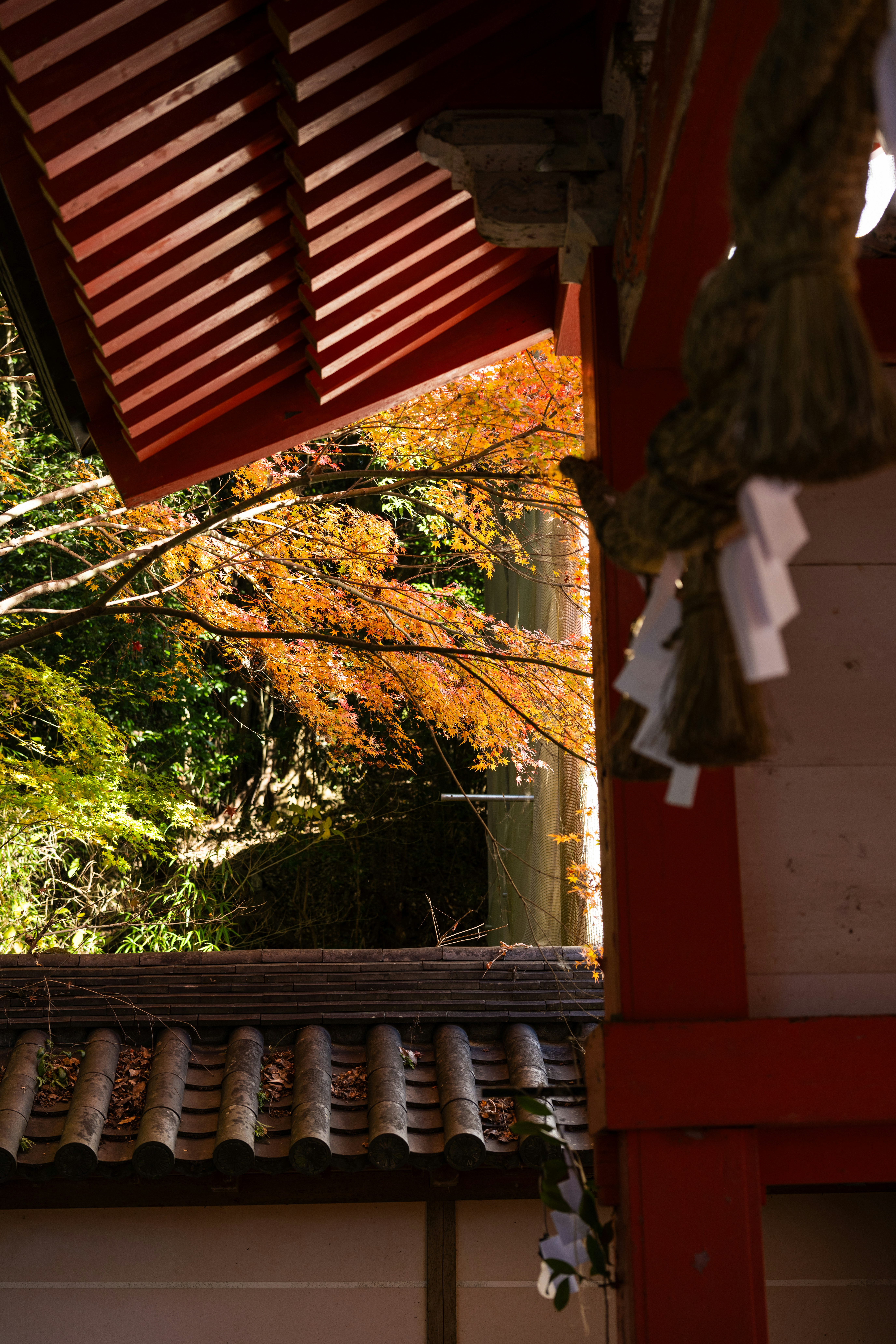 Photo by pafuxu
