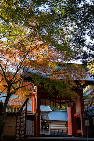 An ancient wooden temple gate framed by vibrant autumn leaves in deep reds and golds.