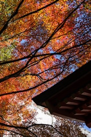 Autumn leaves in vibrant shades of red, orange, and yellow fill the top half of the image, while a traditional architectural structure with dark roof tiles is partially visible at the bottom right corner. The sky peeks through the leaves, adding a touch of blue.