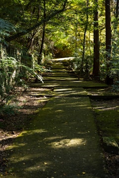 A serene forest path is lined with lush green foliage and tall trees. The light filters through the tree canopy, casting dappled shadows on the path. The atmosphere is tranquil and inviting, offering a peaceful retreat into nature.