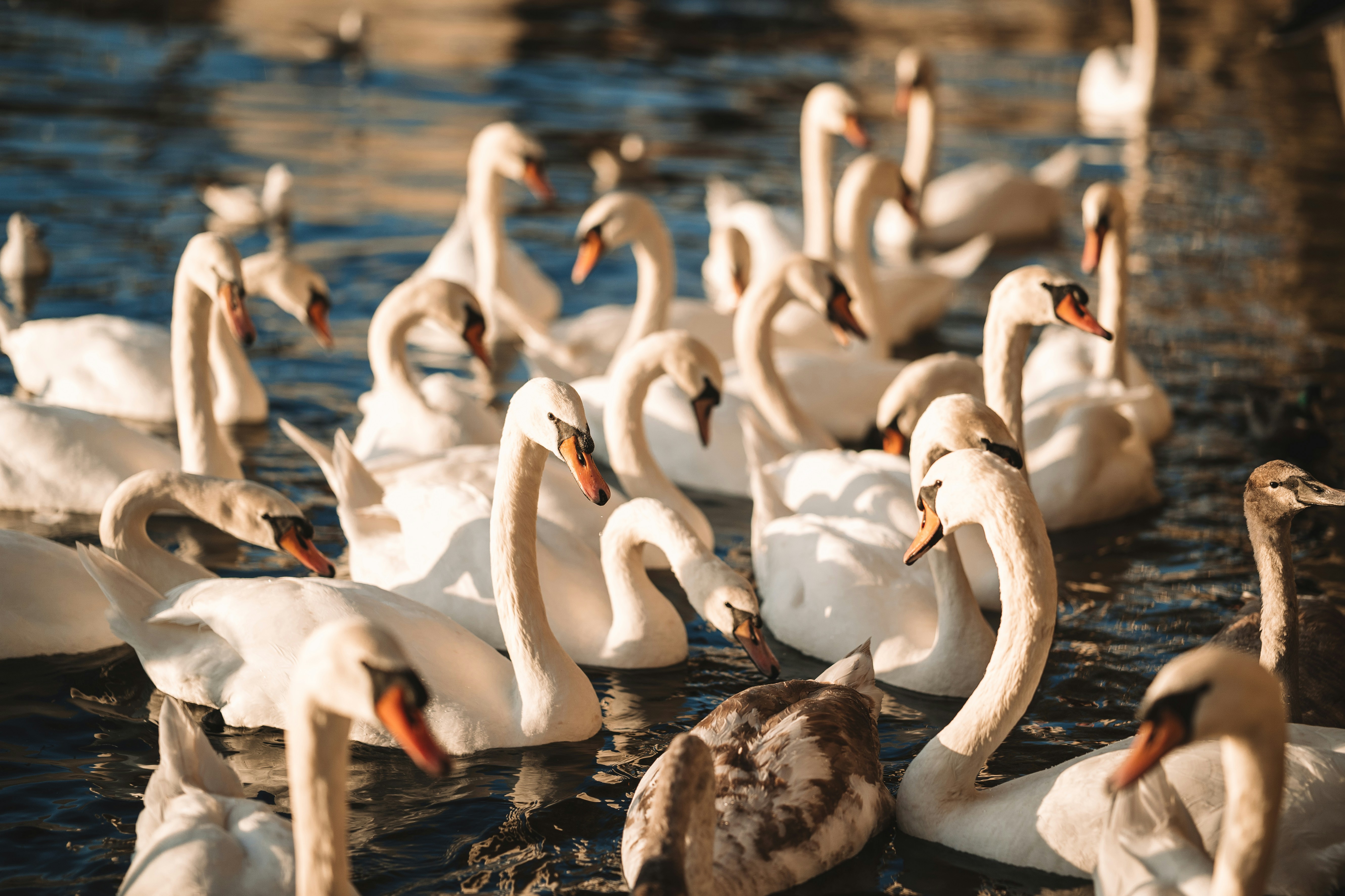 Photo by spensersembrat