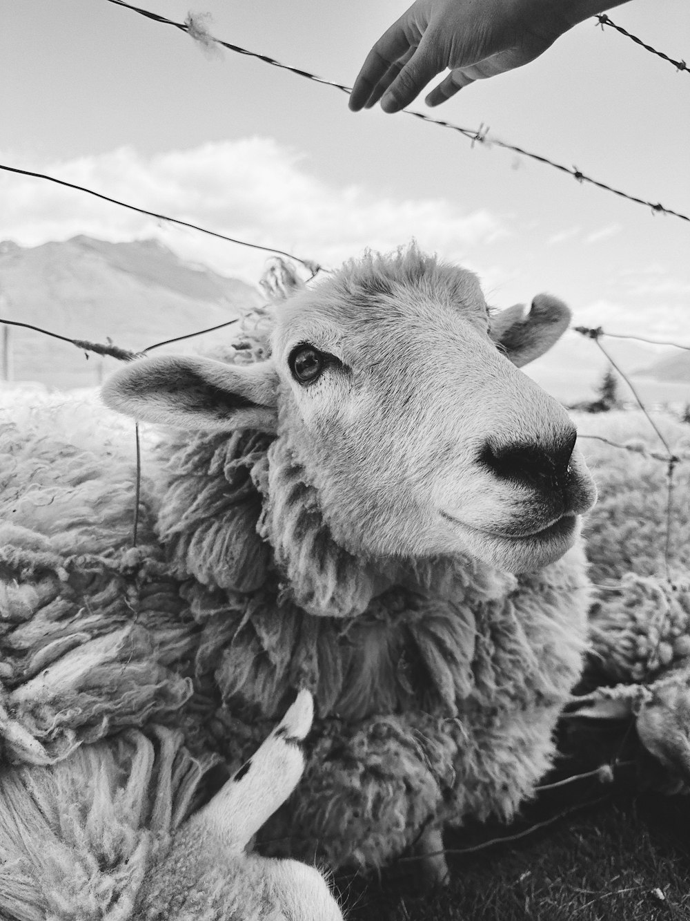 a black and white photo of a sheep behind a barbed wire fence