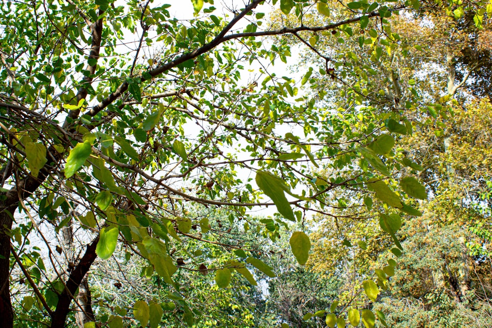 a view of a forest through the leaves of a tree