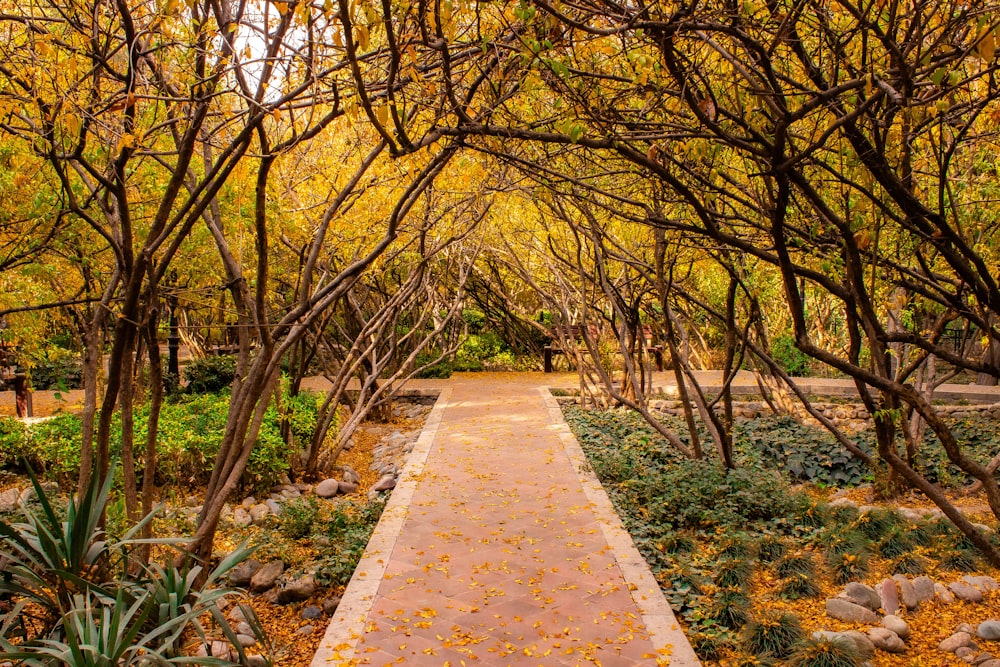 a pathway in a park surrounded by trees