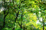 A lush green forest bathed in soft natural light, highlighting the essence of nature's strength.