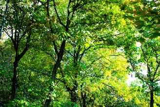 A lush green forest with sunlight filtering through the trees symbolizing environmental preservation.