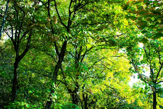 A lush green forest with sunlight filtering through the trees, symbolizing nature's beauty and preservation.