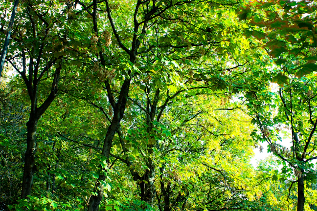 A lush green forest bathed in soft natural light, highlighting the essence of nature's strength.