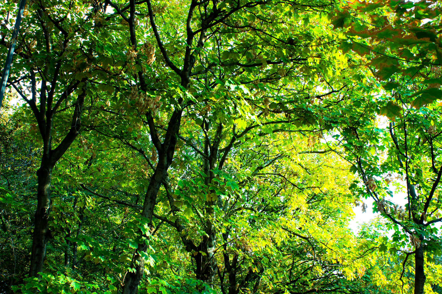 Pristine forest landscape with morning sunlight filtering through trees