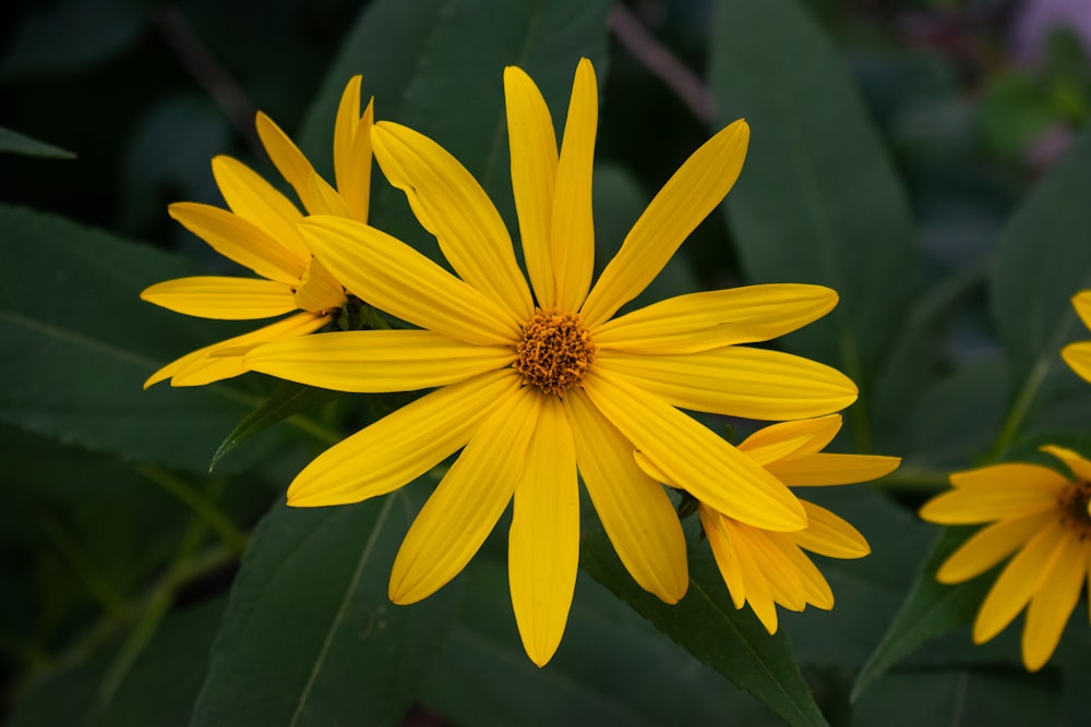 a group of yellow flowers with green leaves