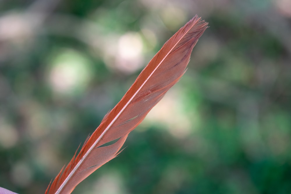 a close up of a feather on a person's arm