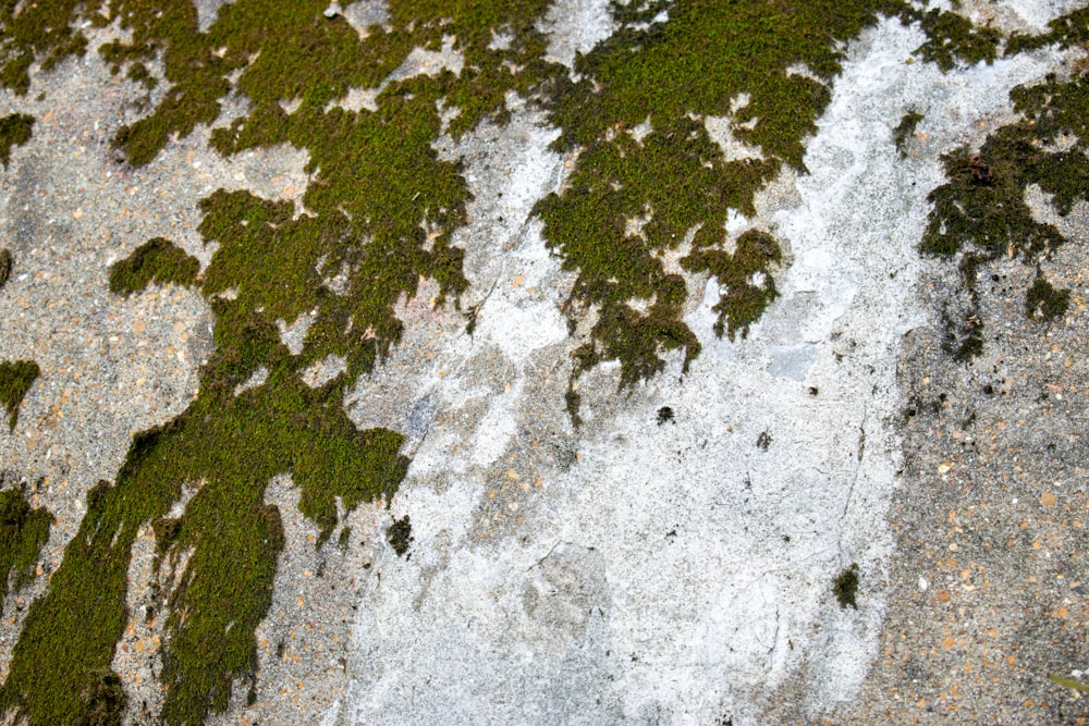 a close up of a rock with moss growing on it