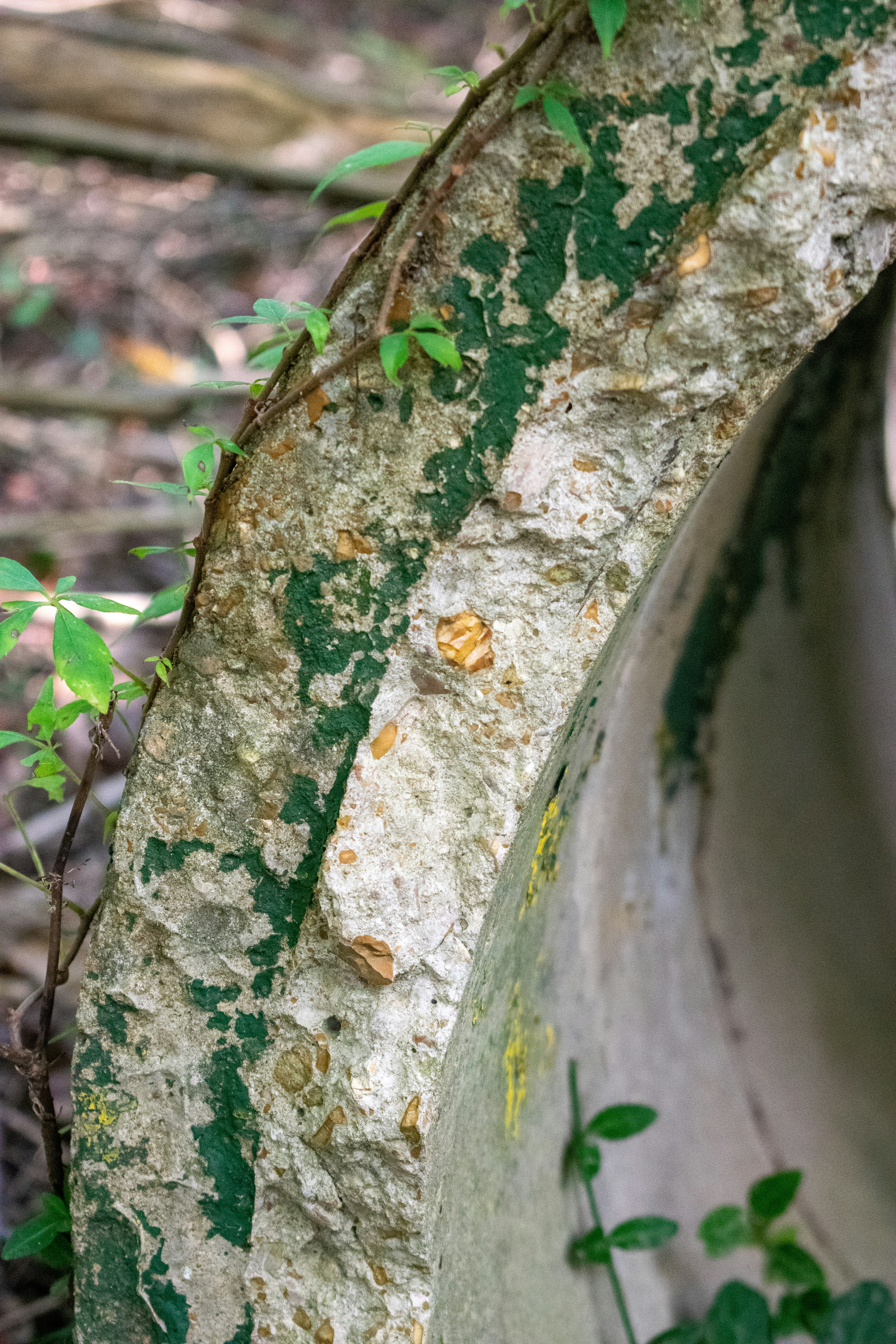 a close up of a tire on the ground