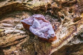 A close-up view of a fungus growing on a decaying wooden surface. The fungus has a distinctive shape with a reddish-brown base and a white, fuzzy texture on top. It is nestled within the grooves and crevices of the textured wood, showcasing intricate patterns created by the natural aging process.