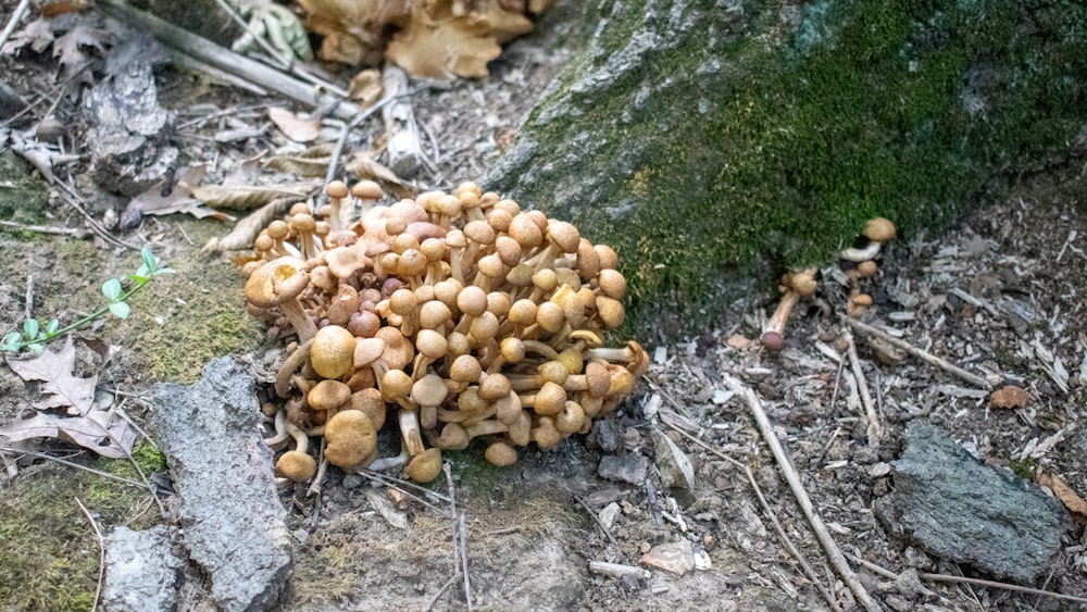 ein Haufen Pilze, die auf dem Boden liegen