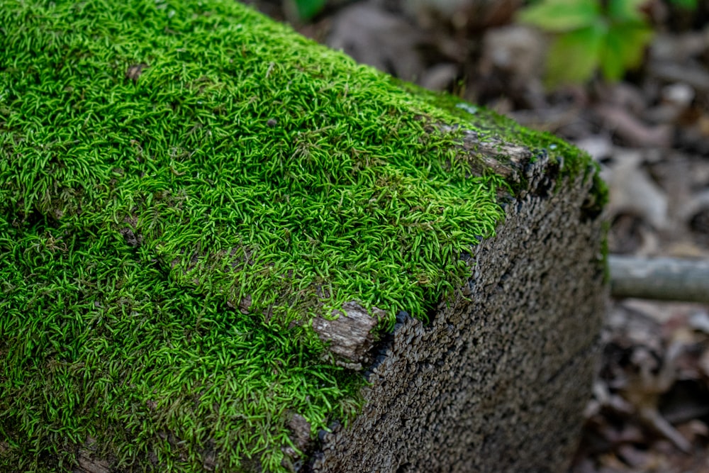 a close up of a moss covered bench