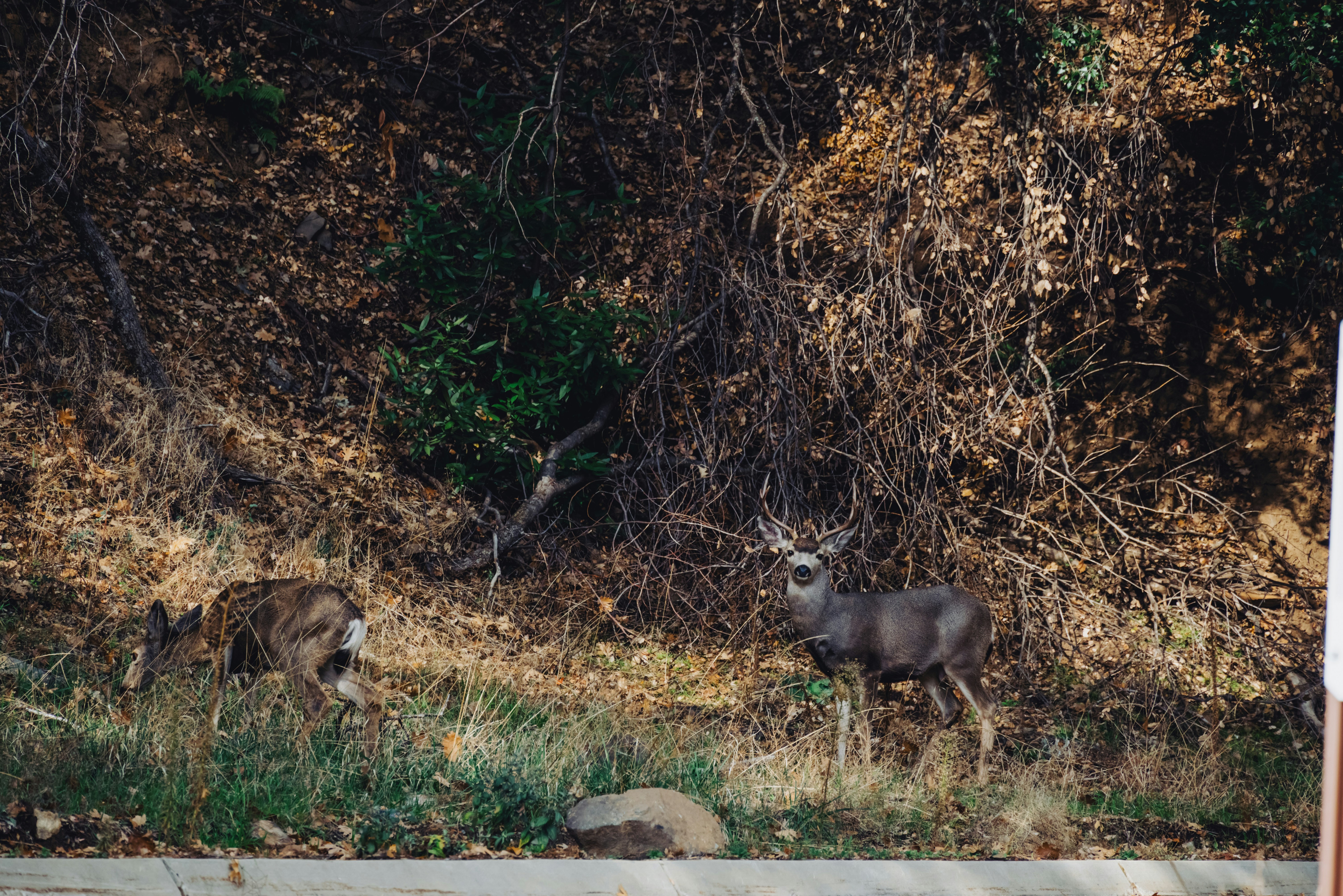 wildlife intrusion