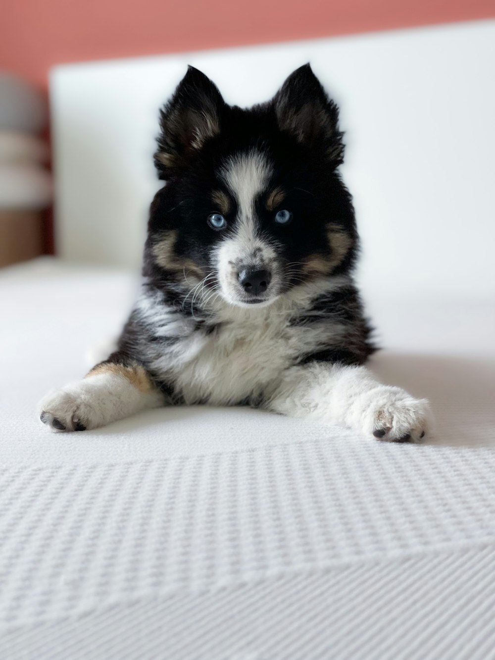 a black and white dog laying on top of a bed