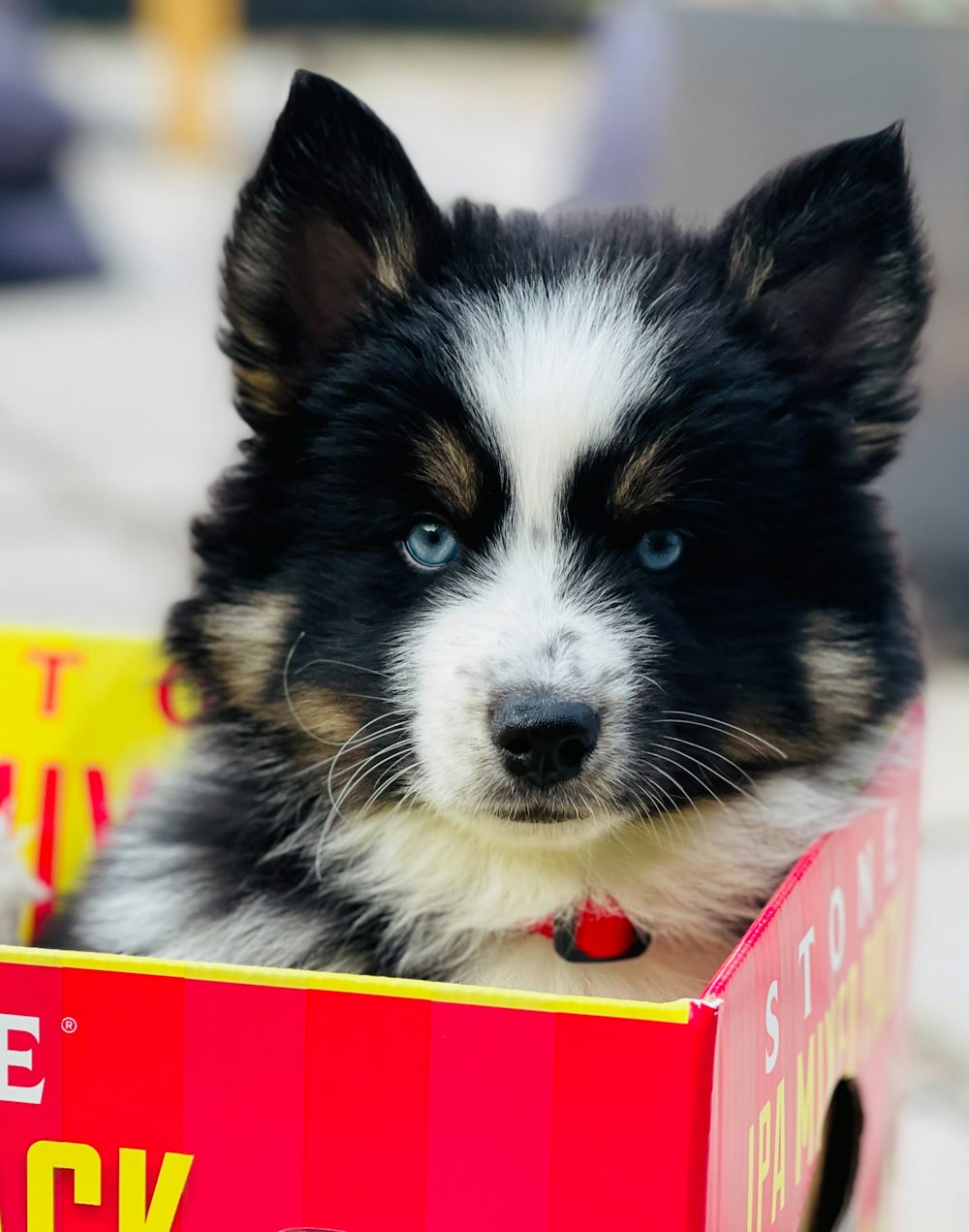a black and white dog sitting inside of a red box