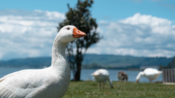 A close-up of a white goose with an orange beak stands on green grass near a body of water. In the background, other geese are grazing, and a tree and rolling hills under a partly cloudy sky are visible.