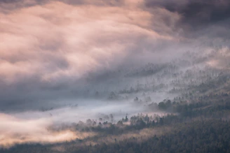 A vast forest landscape bathed in early morning mist and soft light.