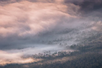 A wide shot of a misty forest captured in soft morning light