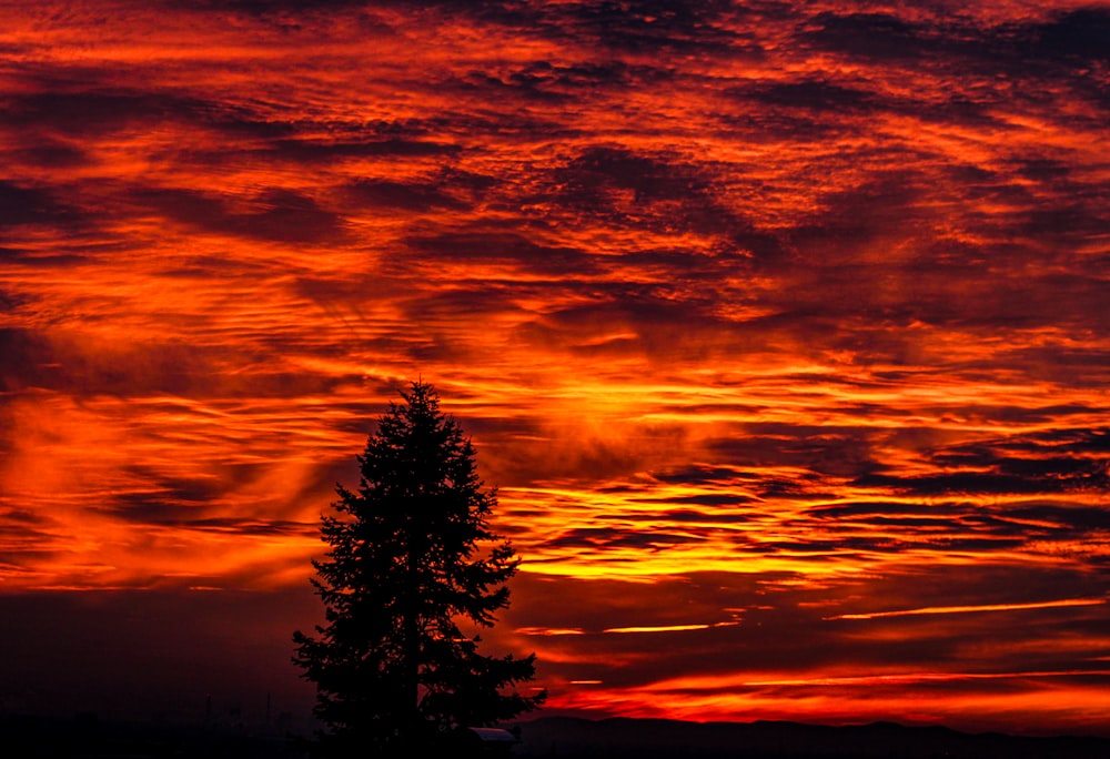 a red sky with clouds and a tree in the foreground