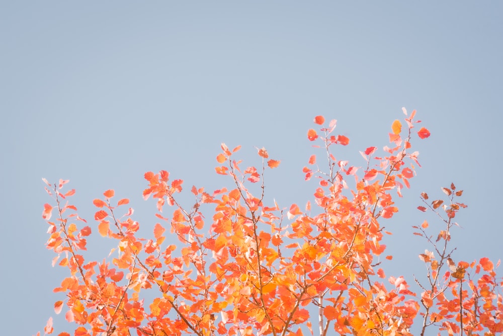 a tree with orange leaves against a blue sky