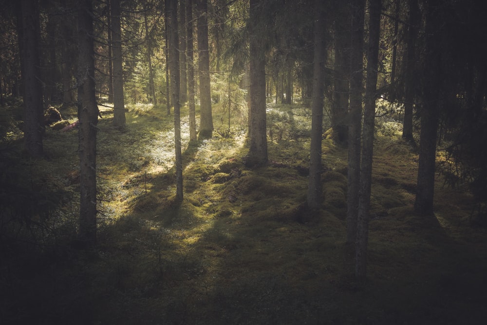 a dark forest with a bench in the middle of it