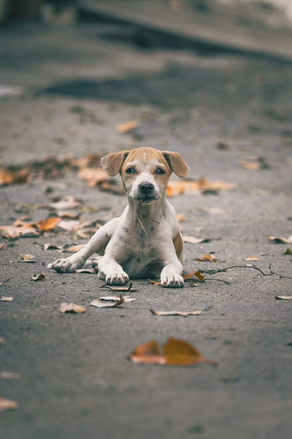 a small brown and white dog laying on the ground