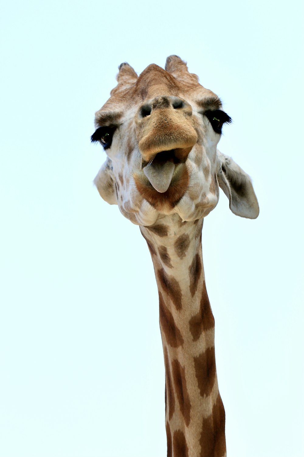 a close up of a giraffe's face with a sky background