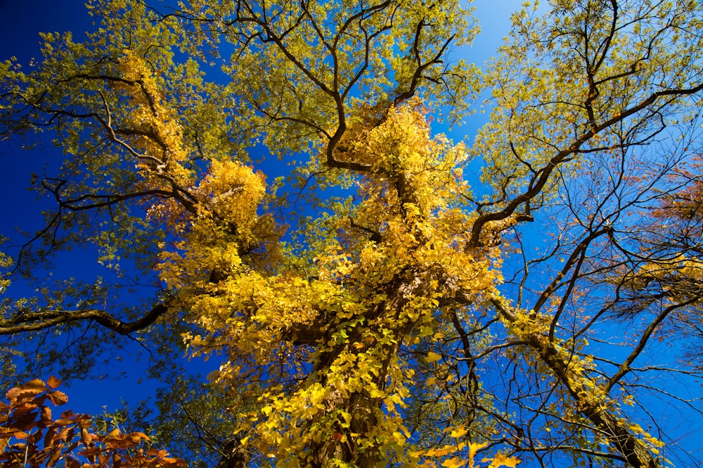 a tree with yellow leaves and blue sky in the background