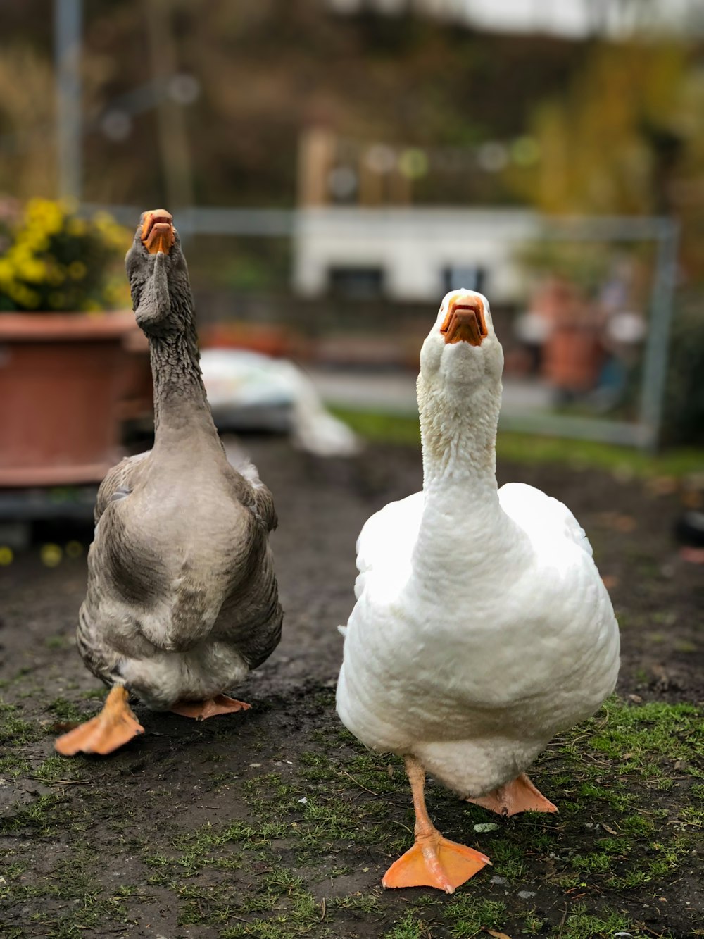 a couple of ducks standing next to each other