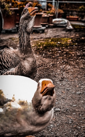 Two geese are captured in a natural outdoor setting. One goose is in the foreground with its head slightly turned, showcasing its orange beak, while the other is behind, standing upright. The backdrop features pots and blurred fall foliage, creating an earthy, natural scene.