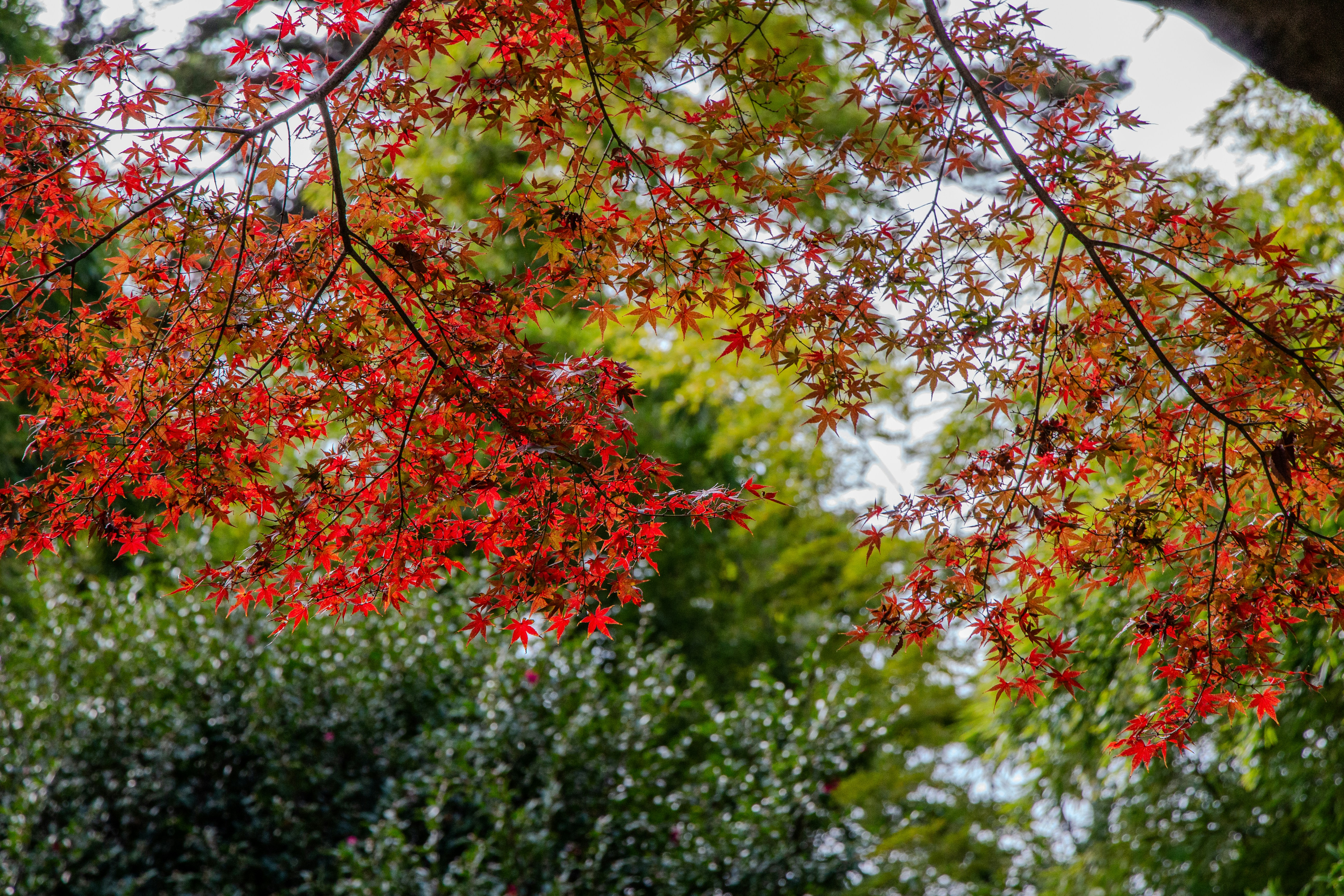 Photo by enkuu