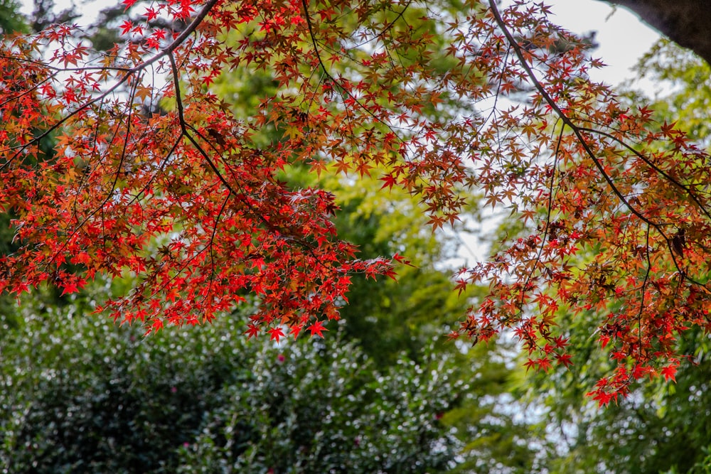 a tree with red leaves and green leaves