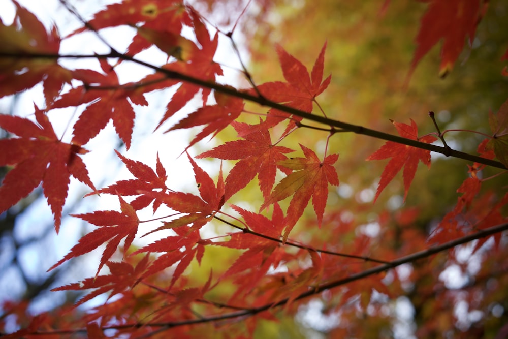 a close up of a tree with red leaves