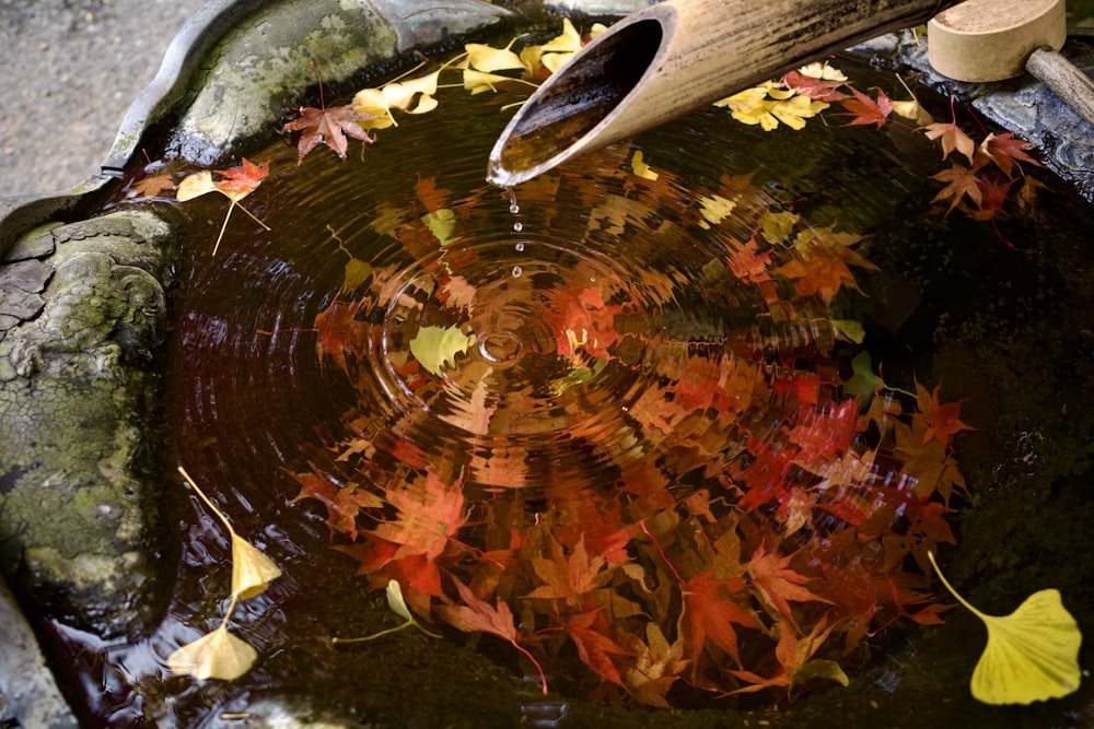 a bowl of water with leaves floating in it