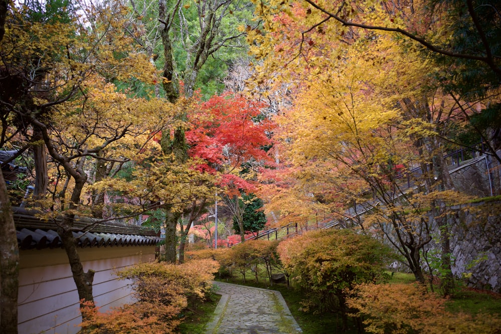 a pathway in a park with lots of trees