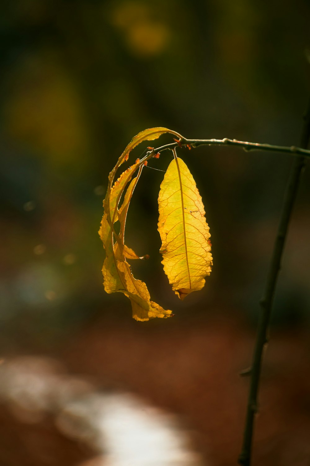 a yellow leaf is hanging from a twig