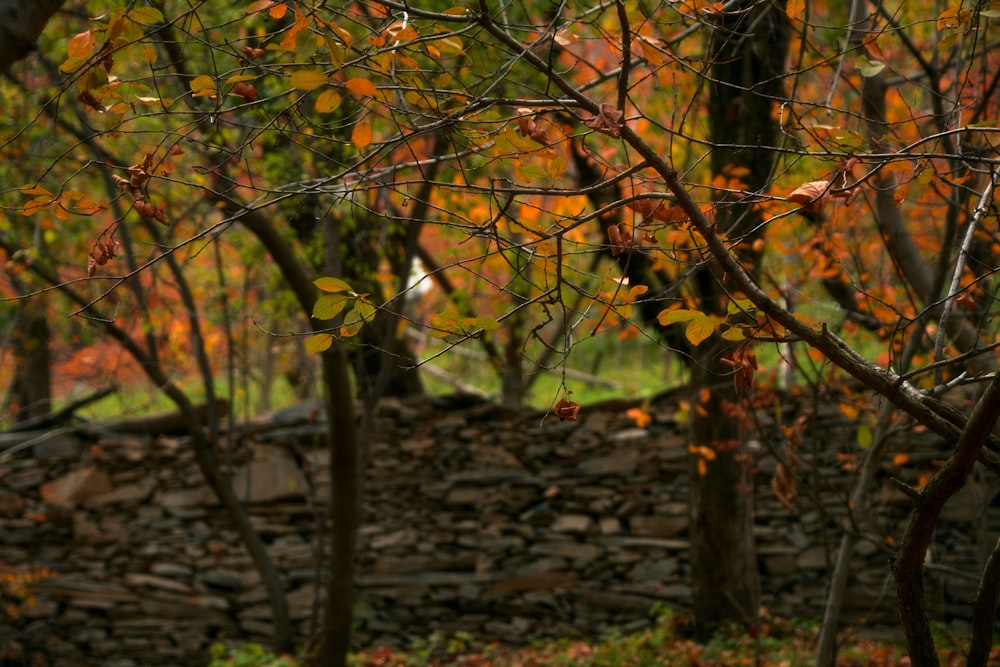 a stone wall and trees in the background