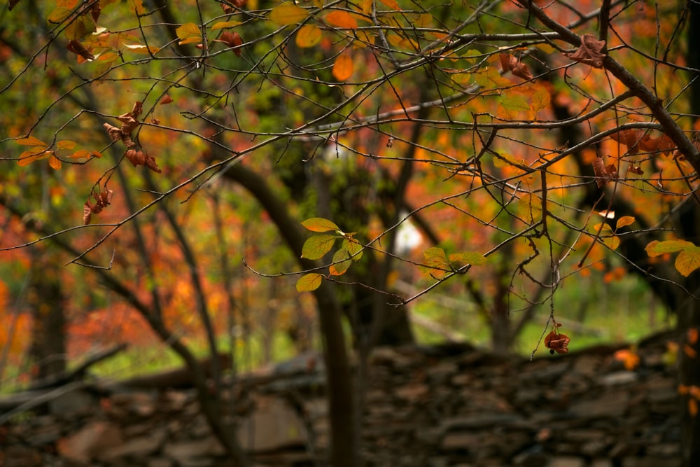 a tree with yellow leaves in the fall