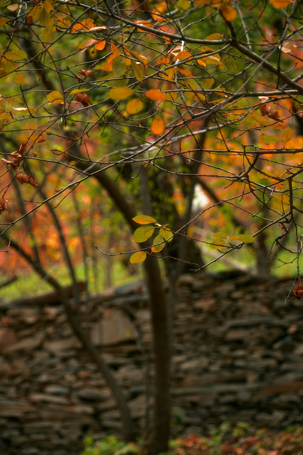 a red fire hydrant sitting in the middle of a forest