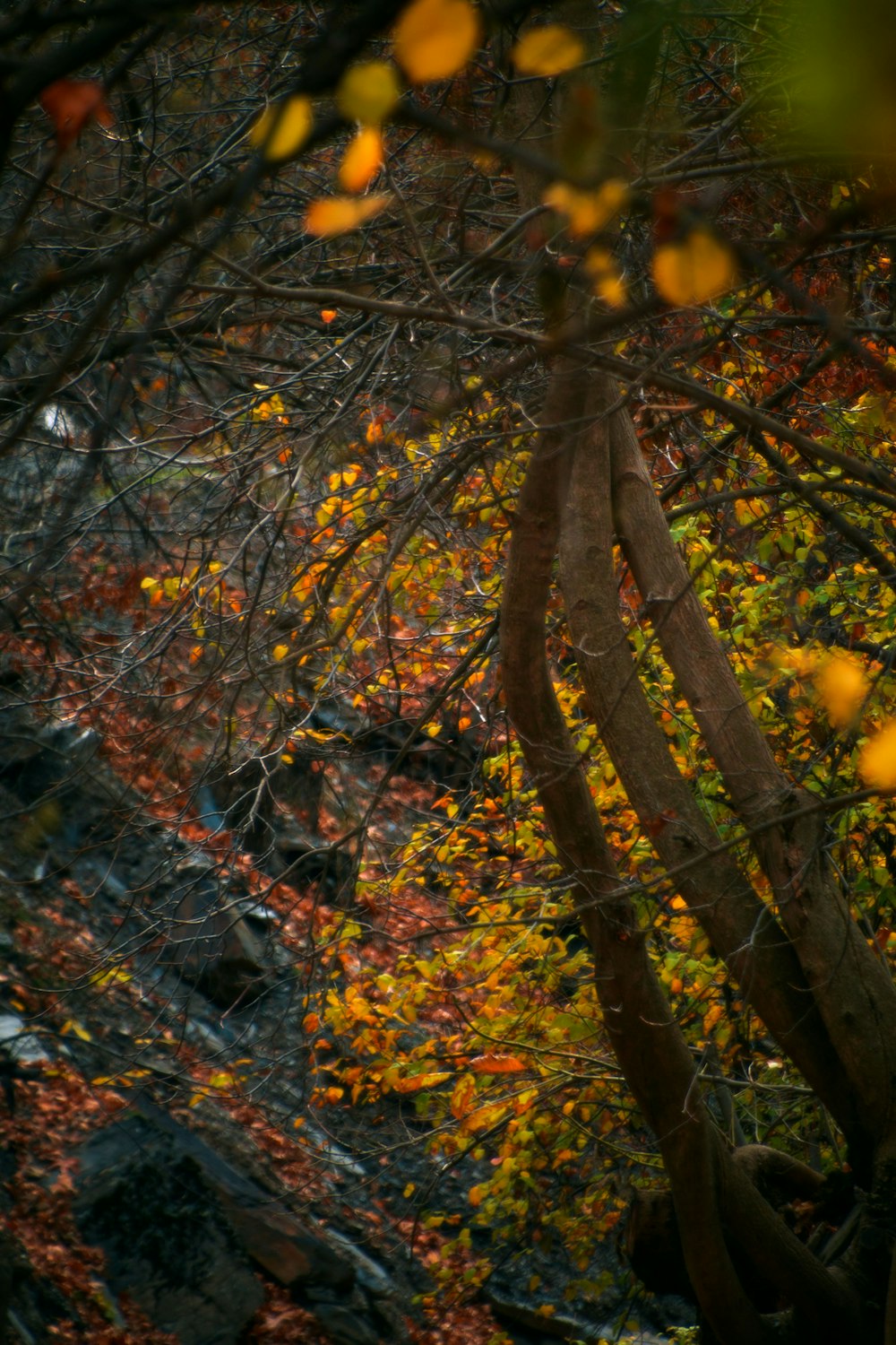 a tree with yellow and red leaves in a forest