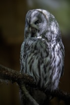 A large, grey owl with intricate feather patterns is perched on a tree branch. The interplay of light and shadow gives the owl a majestic and mysterious appearance, accentuating its sharp eyes and rounded facial disk.