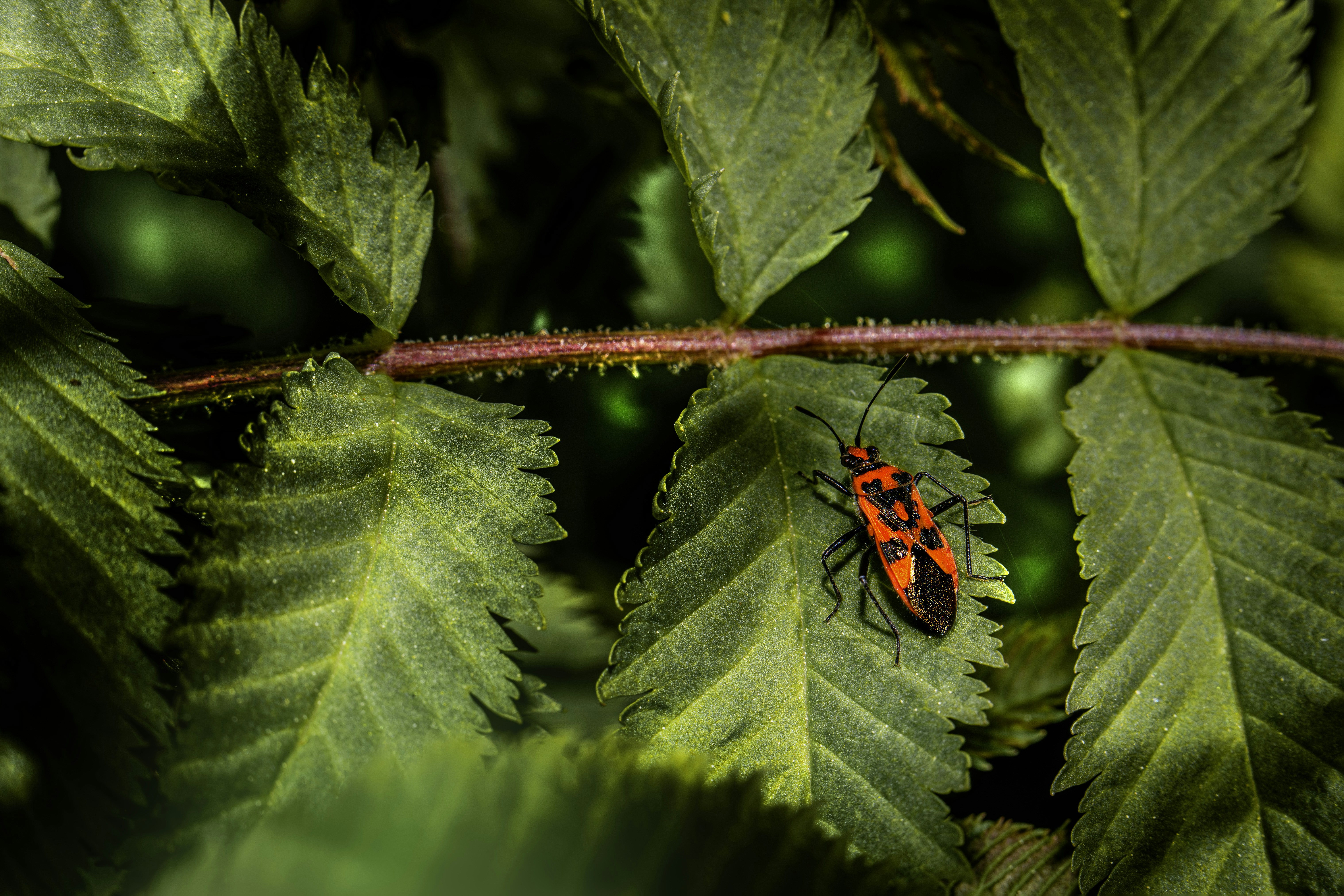 Photo by erik_karits