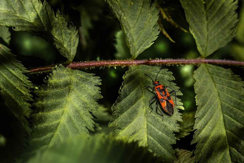 a red bug sitting on top of a green leaf