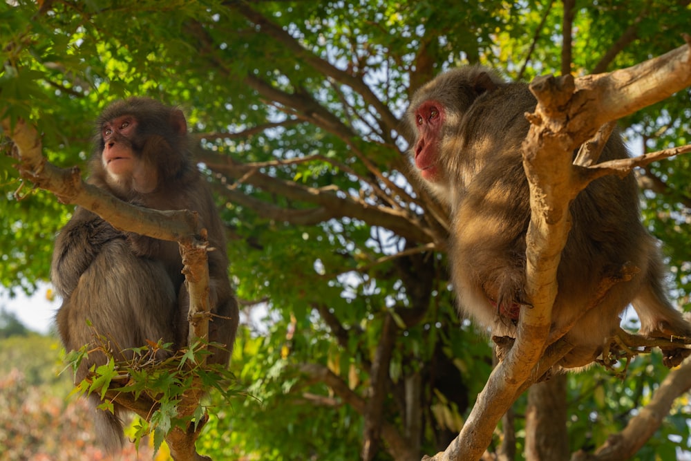 a couple of monkeys sitting on top of a tree