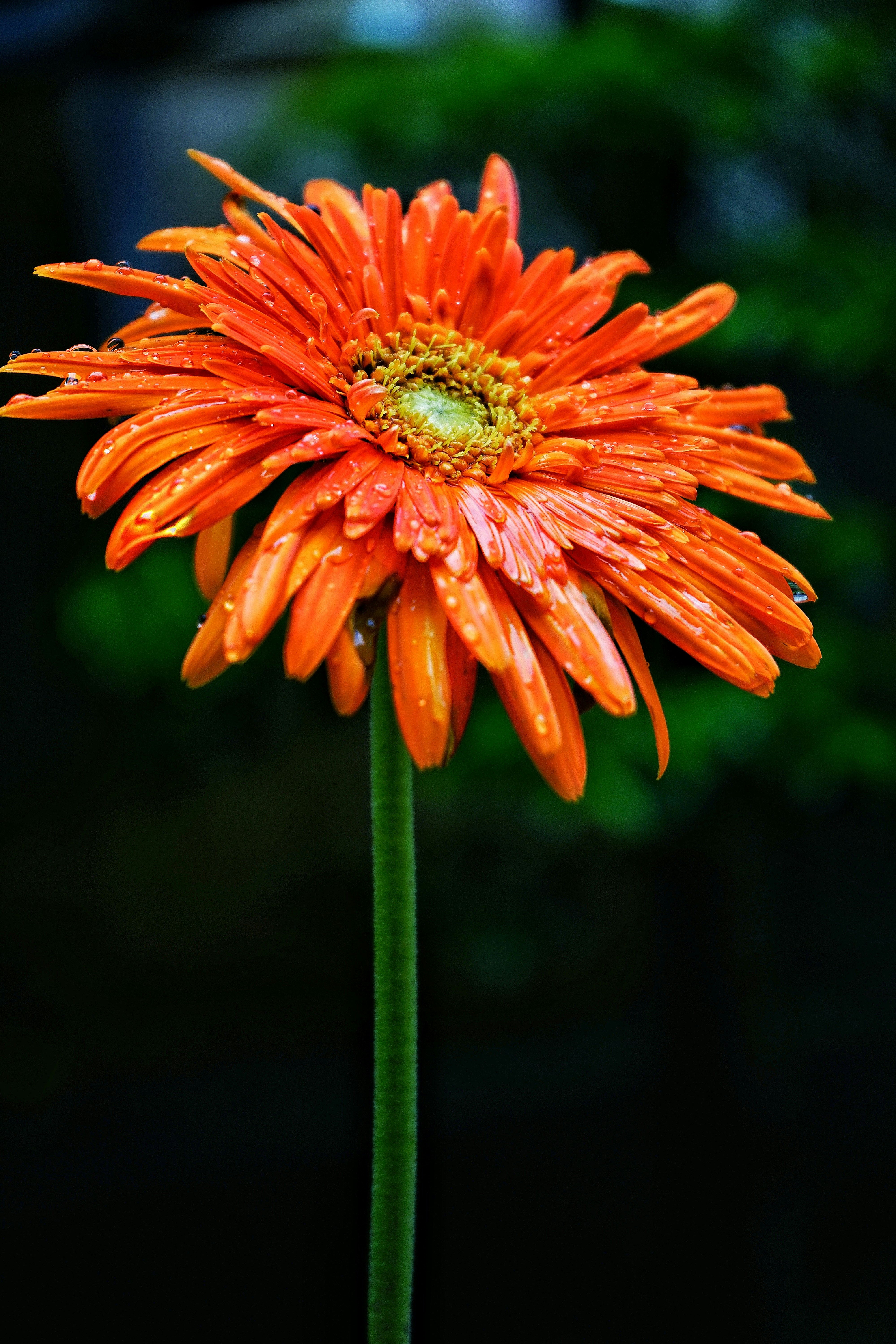 Photo by rohithmurali28